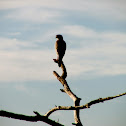 Eastern Chanting Goshawk