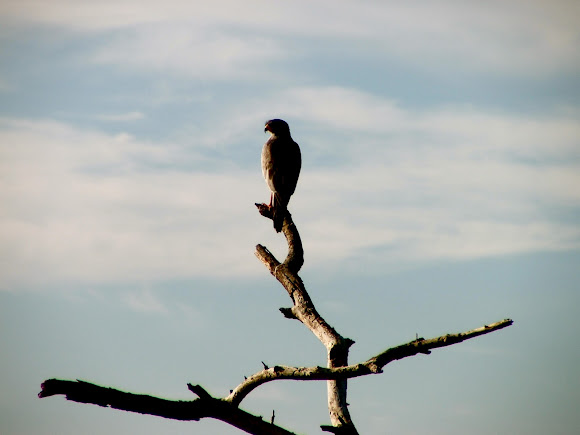 Spotting Image 1