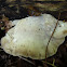 White Cheese Polypore