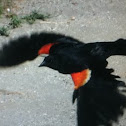 Red-winged blackbird