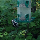 Downy woodpecker