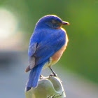 Eastern bluebird