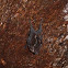 Great White-lined Bat