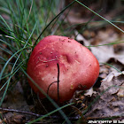 Russula