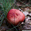 Russula
