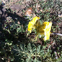 buffalo bur