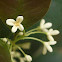 Sweet Osmanthus