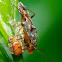Shield bug?