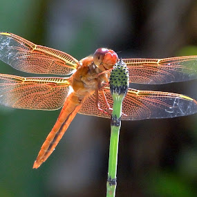 Smile by June Morris - Nature Up Close Flowers ( dragonfly nature )
