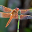 Smile by June Morris - Nature Up Close Flowers ( dragonfly nature )