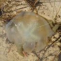 Jelly Blubber