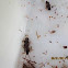 Common Stonefly (larva)