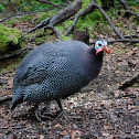 Helmeted Guineafowl