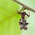 Spined Micrathena