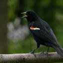 Red-winged blackbird