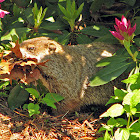 Woodchuck