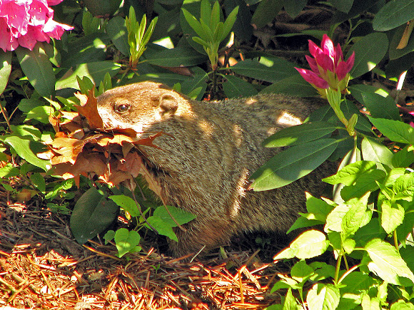 Spotting Image 1
