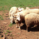 Rams