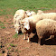 Rams