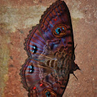 Granny's Cloak Moth
