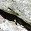 Banded Water Snake