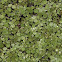 Duckweed