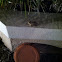 Cuban Treefrog