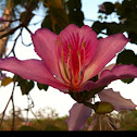 Bauhinia sp.