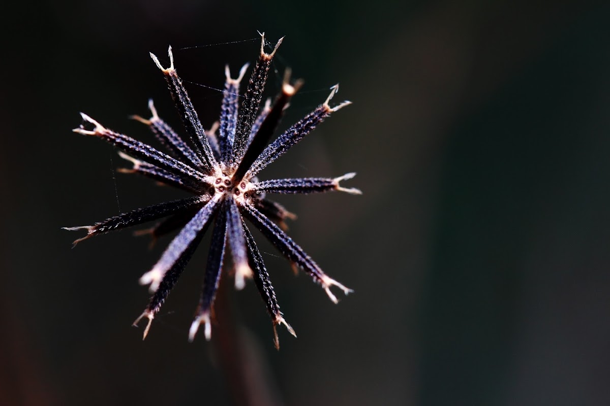 spanish needle seed Project Noah