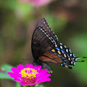 Eastern Tiger Swallowtail