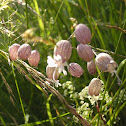 Taubenkropf-Leimkraut (Bladder Campion)