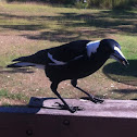 Australian Magpie