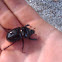 Rhinoceros beetle