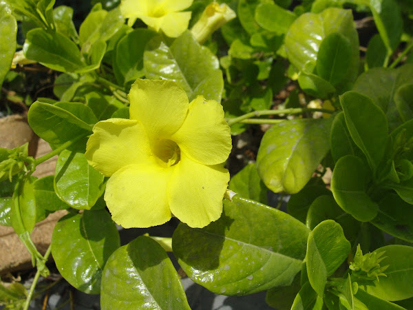 Wild Allamanda / Yellow Mandevilla | Project Noah
