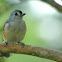 Tufted Titmouse