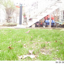 Northern Cardinal