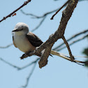 Scissor-tailed Flycatcher (male)