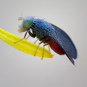 fruit fly