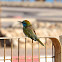 Green Bee-eater