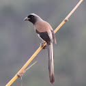 Himalayan Treepie