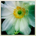 Windflower