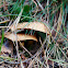 Fungus
