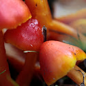 hygrocybe punicea