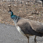 Indian Peafowl - Blue Peafowl (female)