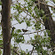 Grace's Warbler