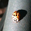 Ladybug