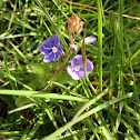 Speedwell