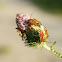 Shield Bug