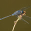 Libélula (Long Skimmer)