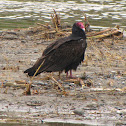 Turkey Vulture